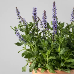 Salvia superba