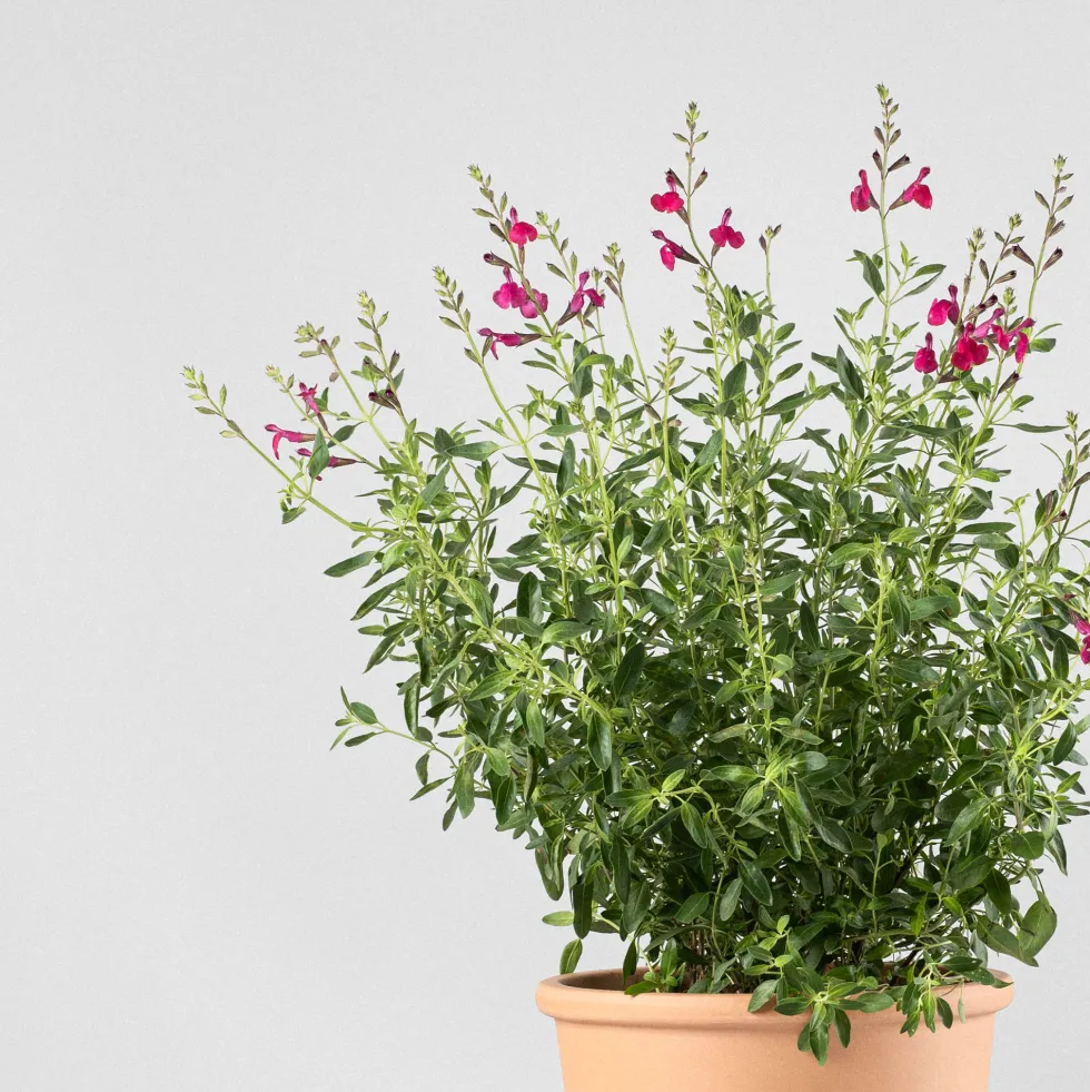 Salvia vivaz (especies variadas)