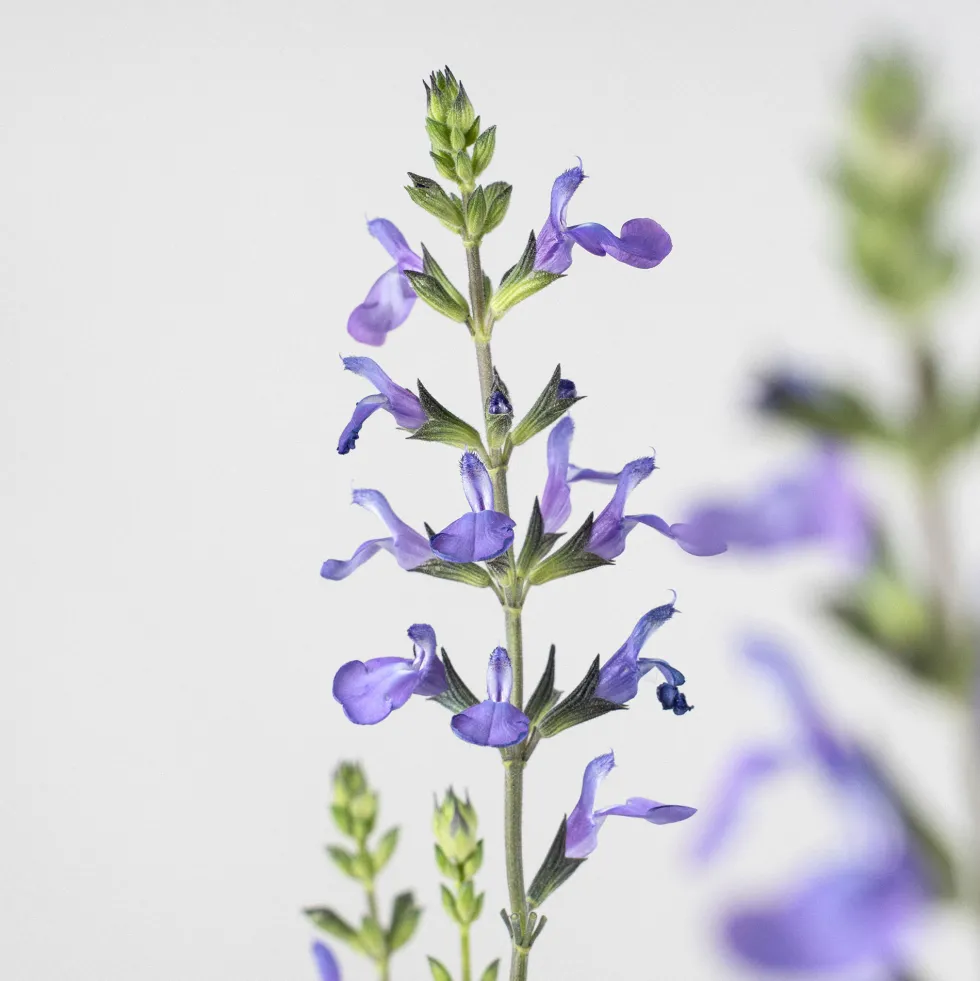 Salvia vivaz (especies variadas)