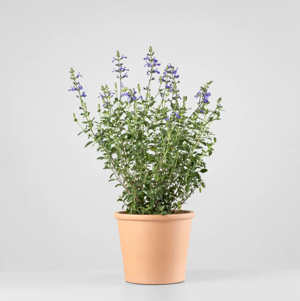 Salvia vivaz (especies variadas)