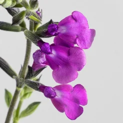Salvia vivaz (especies variadas)