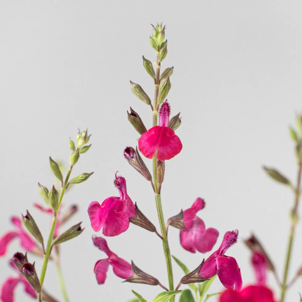Salvia vivaz (especies variadas)