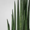 Sansevieria bacularis 'Mikado'