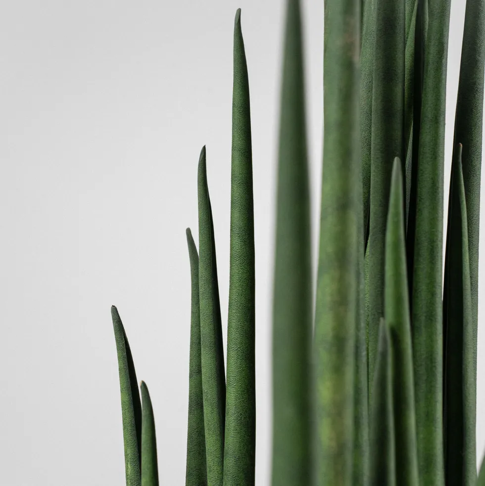 Sansevieria bacularis 'Mikado'