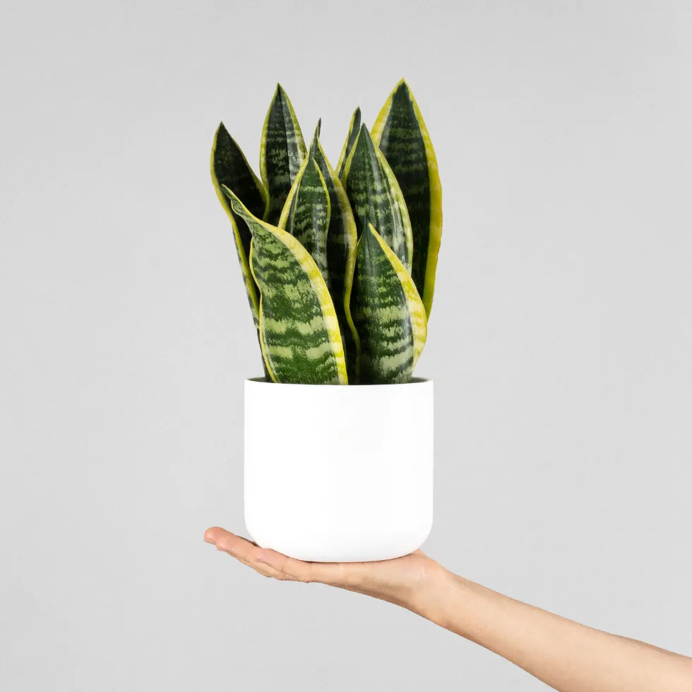 Sansevieria trifasciata 'Futura Superba'