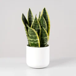 Sansevieria trifasciata 'Futura Superba'