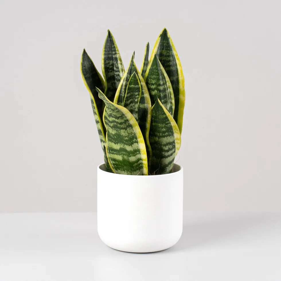 Sansevieria trifasciata 'Futura Superba'