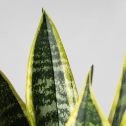 Sansevieria trifasciata 'Futura Superba'