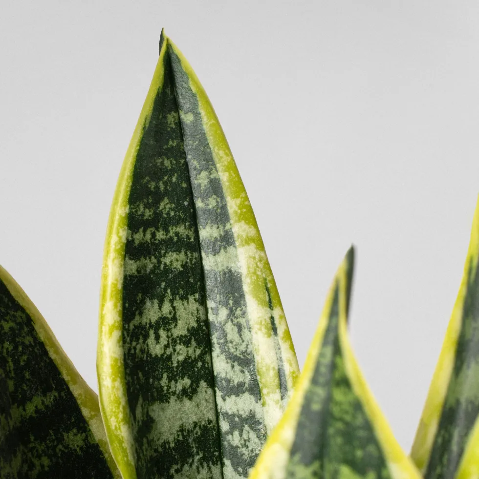 Sansevieria trifasciata 'Futura Superba'