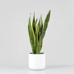 Sansevieria trifasciata 'Laurentii'