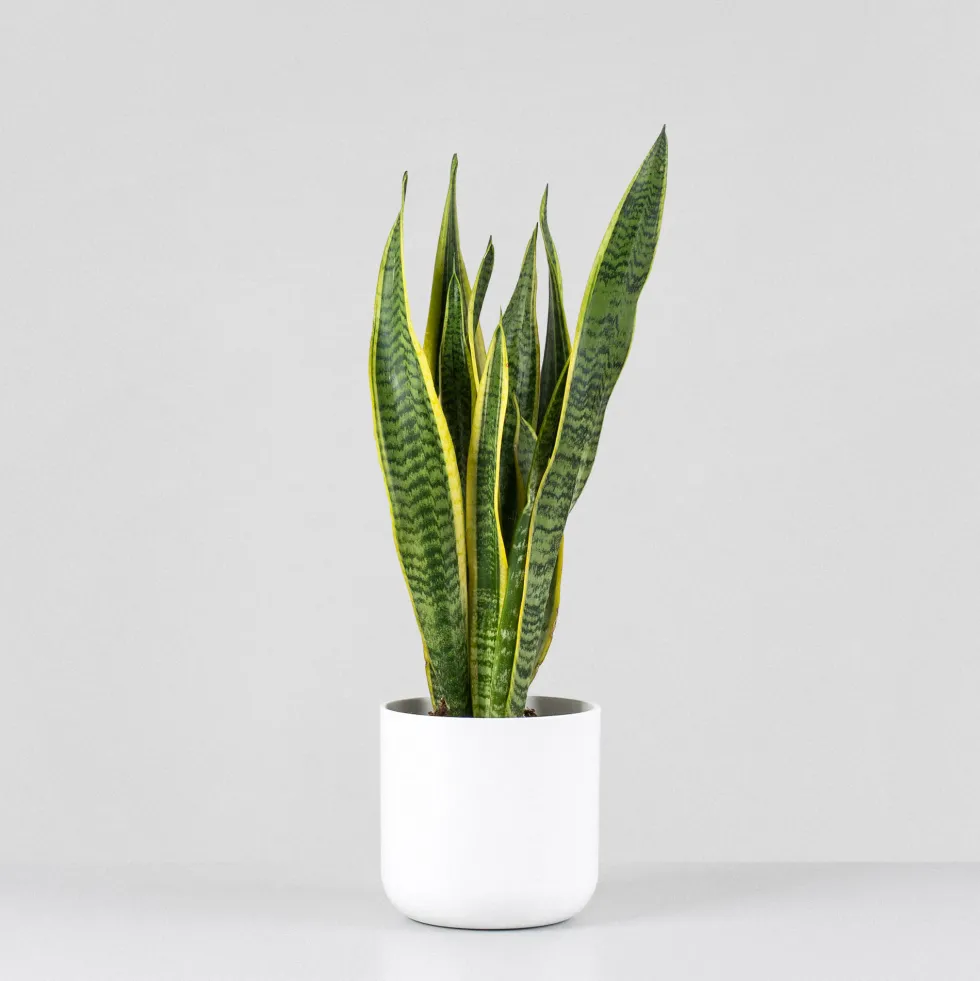 Sansevieria trifasciata 'Laurentii'