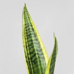 Sansevieria trifasciata 'Laurentii'