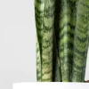 Sansevieria zeylanica