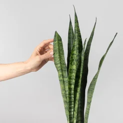 Sansevieria zeylanica