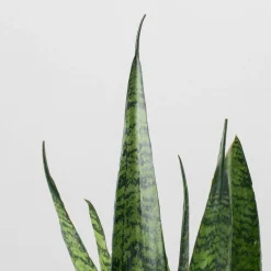 Sansevieria zeylanica