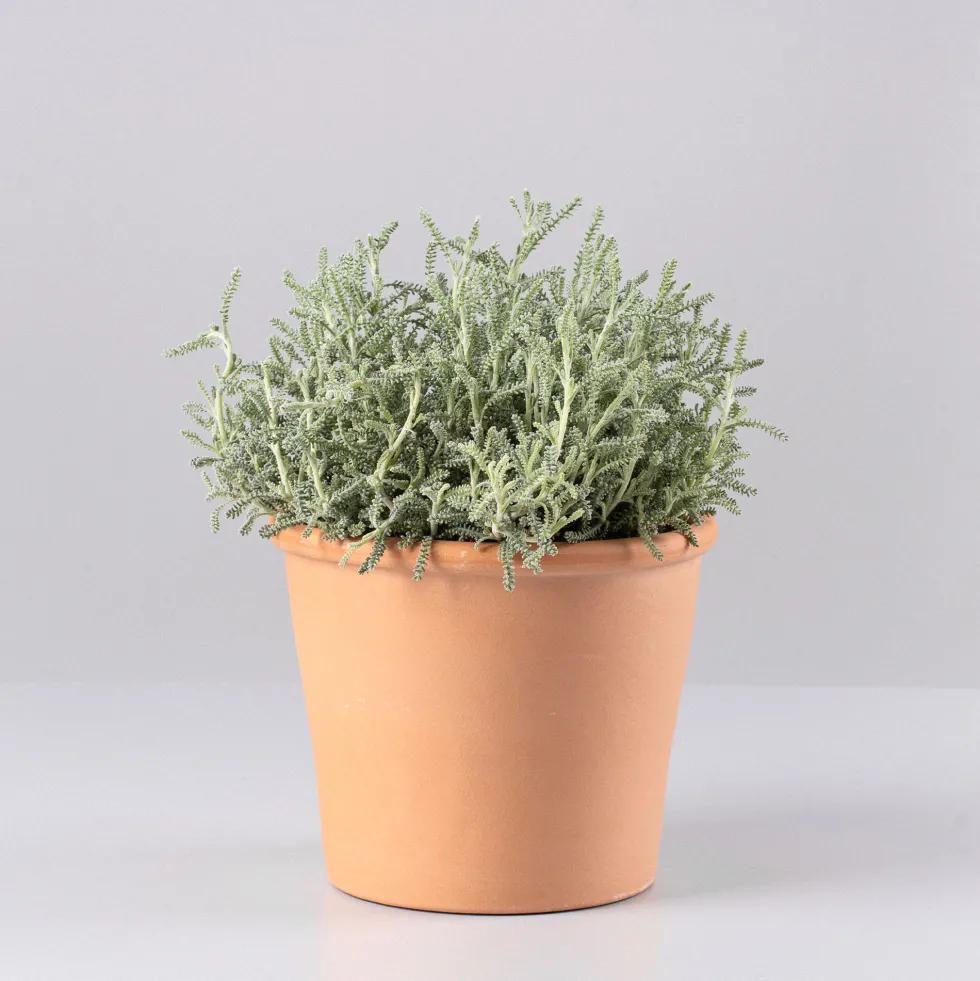 Santolina chamaecyparissus - Planta aromática