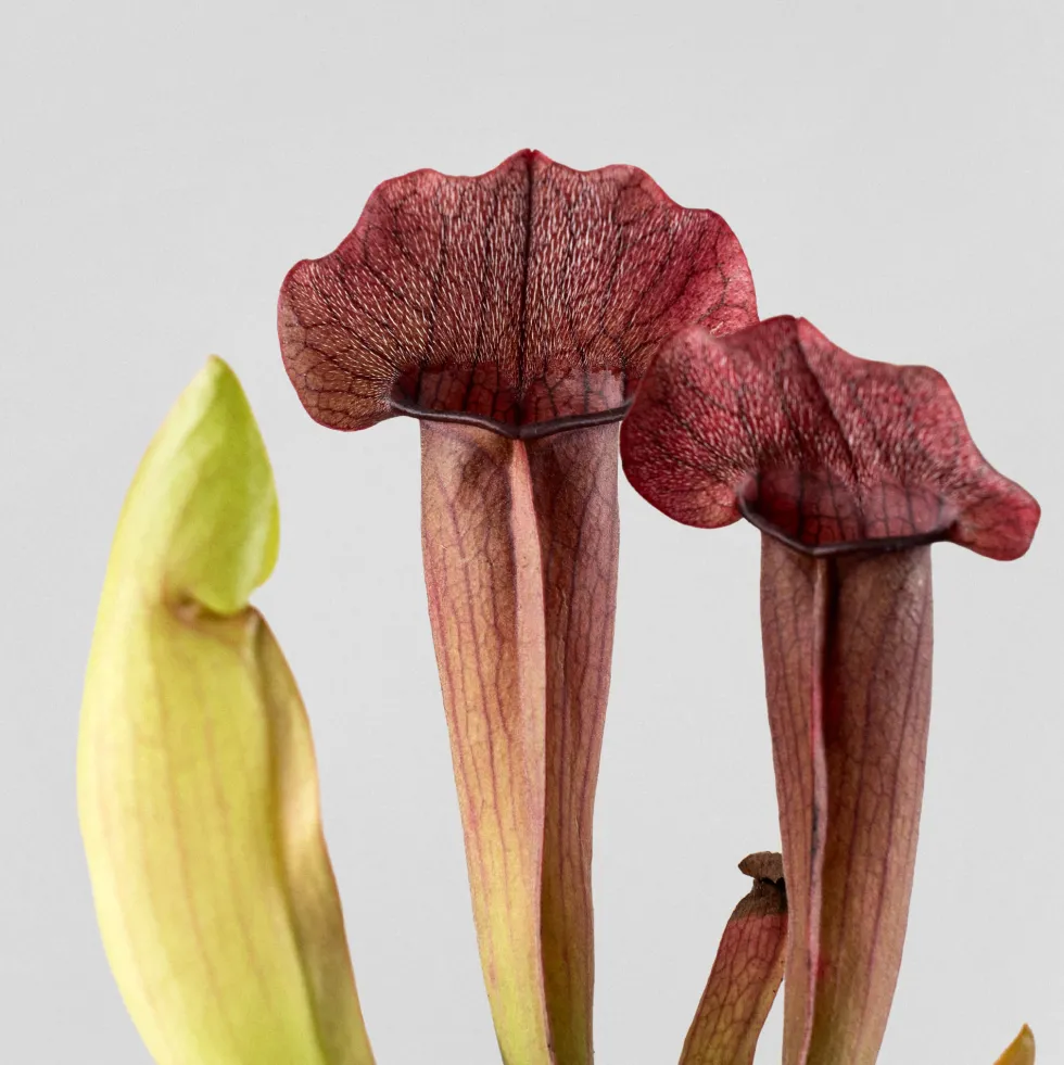 Sarracenia sp.