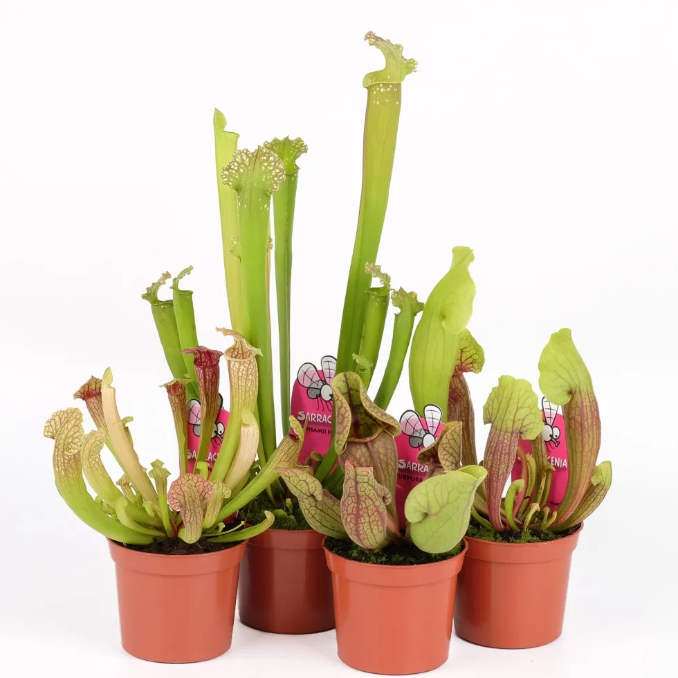 Sarracenia sp.
