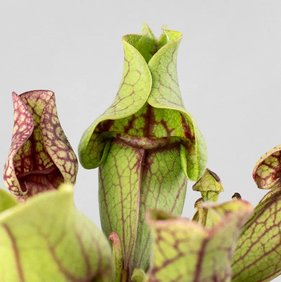 Sarracenia sp.
