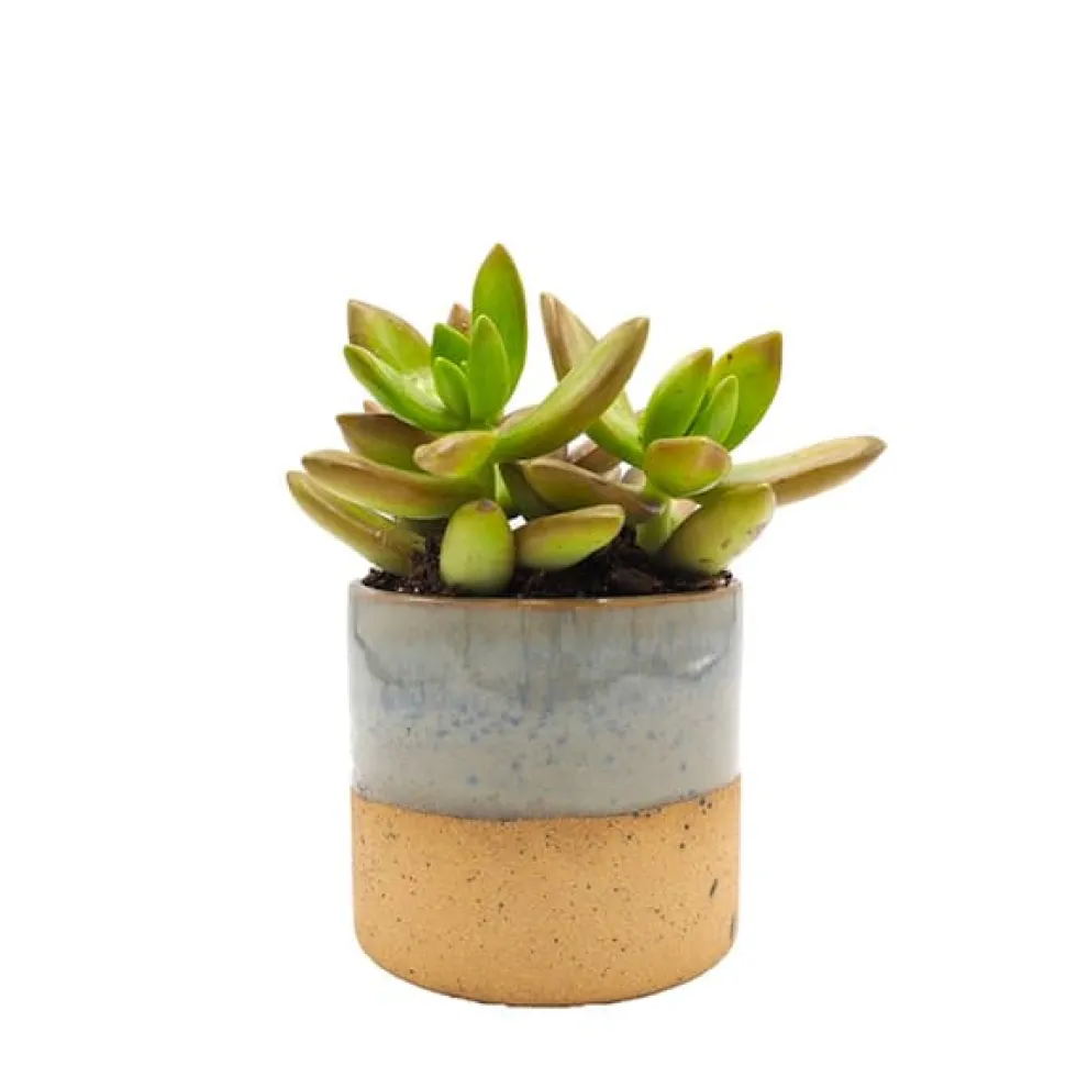 Sedum mix