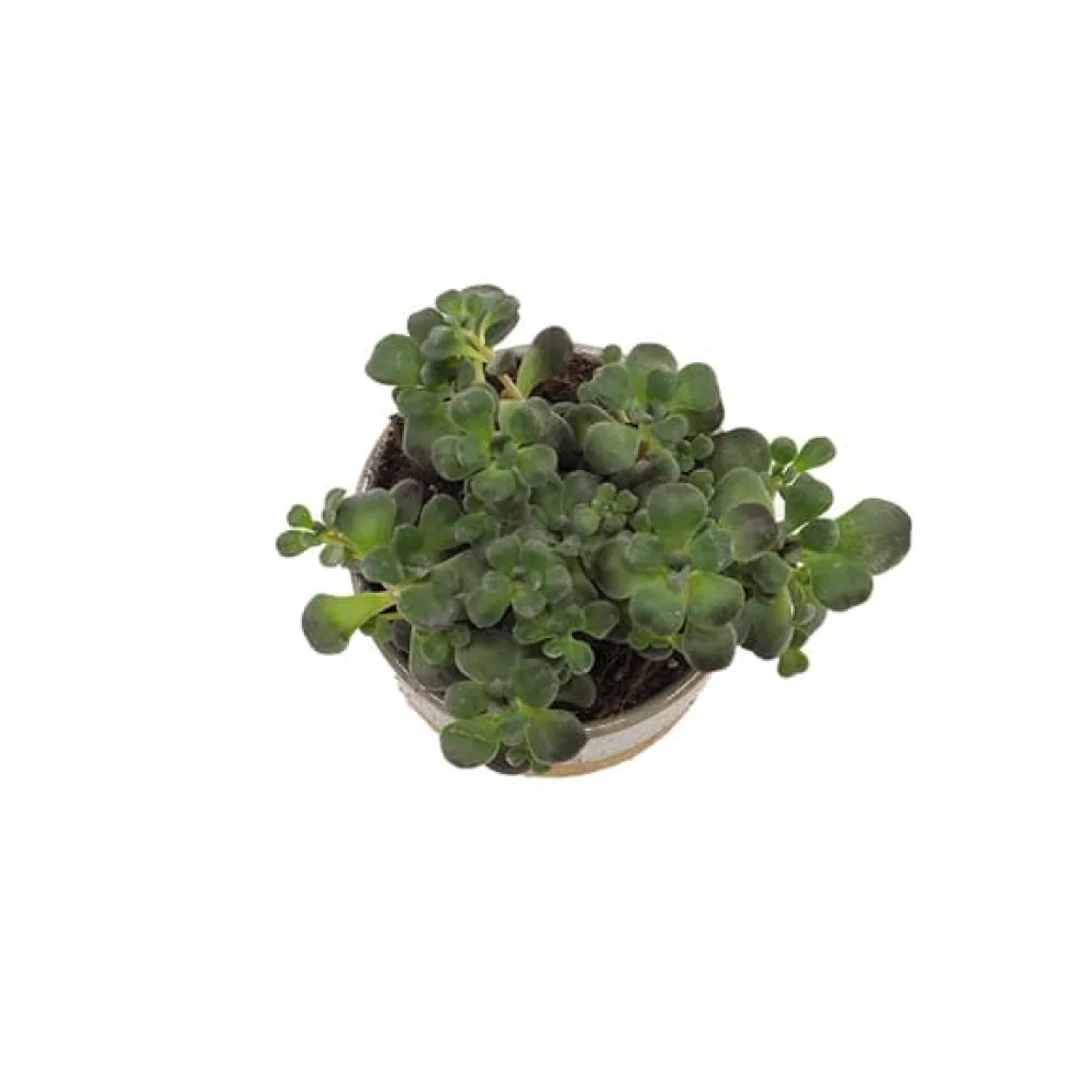 Sedum mix