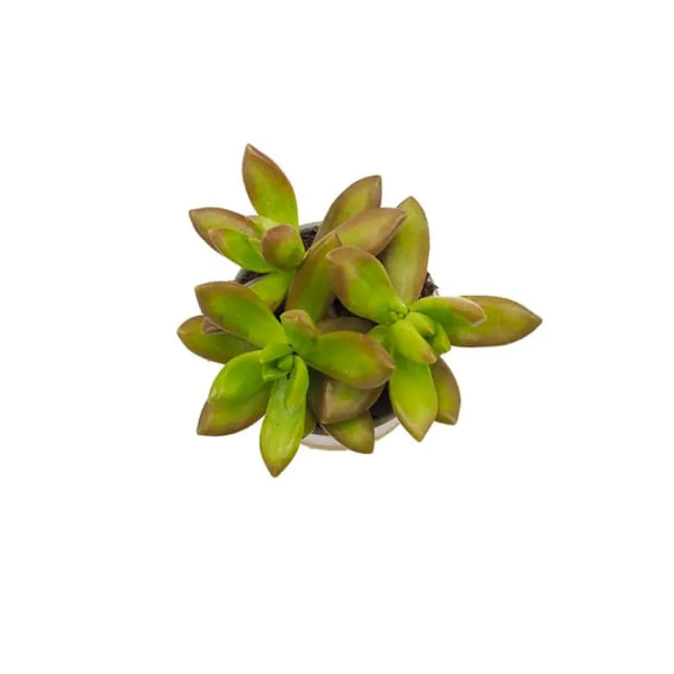 Sedum mix