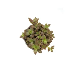 Sedum mix