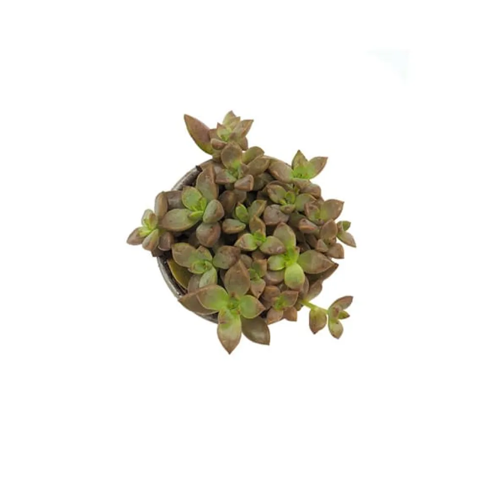Sedum mix