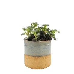 Sedum mix