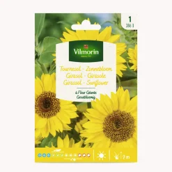 Semilla girasol de flores grandes