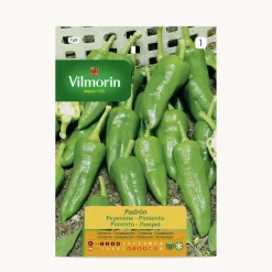 Semilla pimiento padron