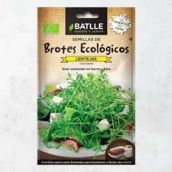 Semillas brote lentejas