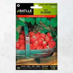 Semillas fresas del bosque