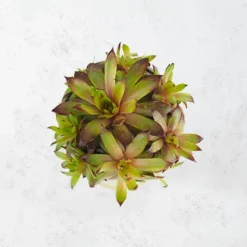 Sempervivum