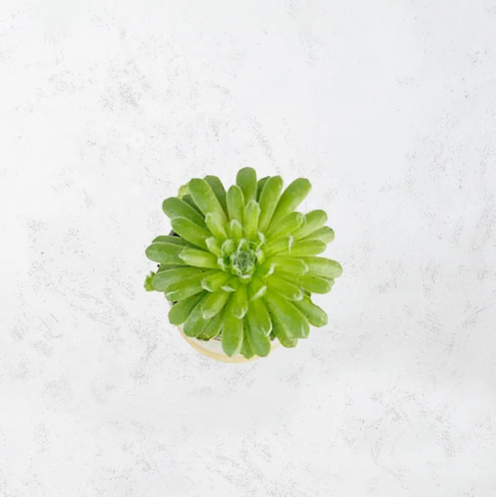 Sempervivum
