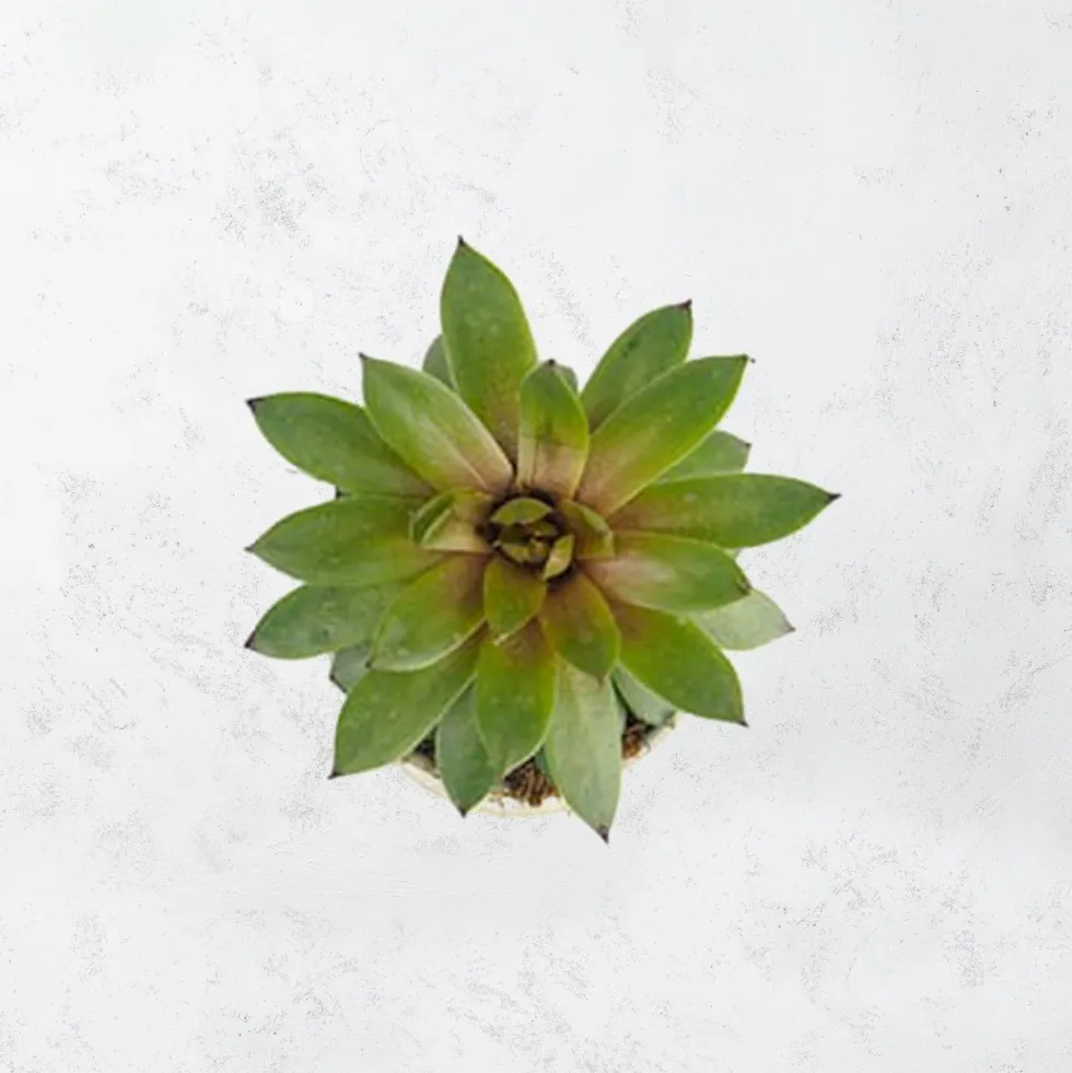 Sempervivum