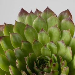 Sempervivum