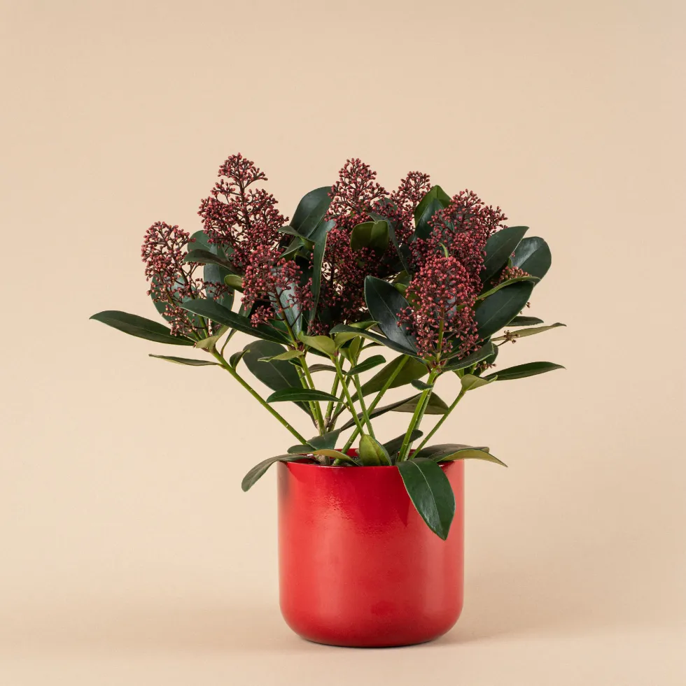 Skimmia japonica Rubella