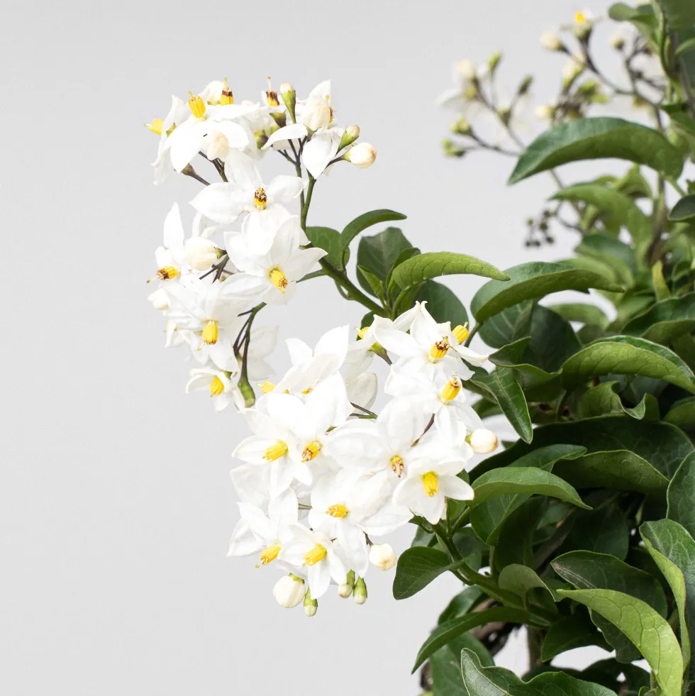 Solanum jasminoides