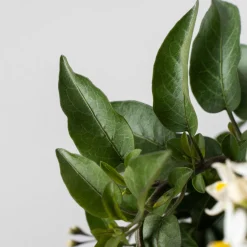 Solanum jasminoides