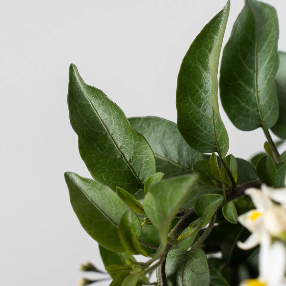 Solanum jasminoides