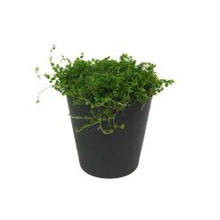 Soleirolia soleirolii (Helexine)