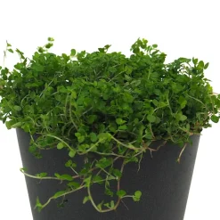Soleirolia soleirolii (Helexine)