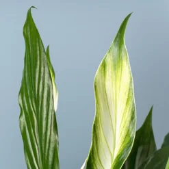 Spathiphyllum 'Bingo Cupido' (Espatifilo)