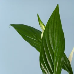 Spathiphyllum 'Bingo Cupido' (Espatifilo)
