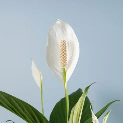 Spathiphyllum 'Bingo Cupido' (Espatifilo)