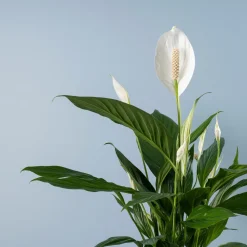 Spathiphyllum 'Bingo Cupido' (Espatifilo)