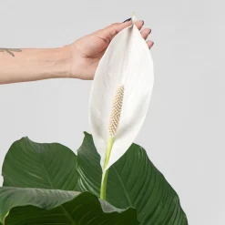 Spathiphyllum 'Sweet Sebastiano' (Espatifilo)