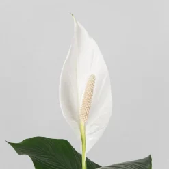 Spathiphyllum 'Sweet Sebastiano' (Espatifilo)