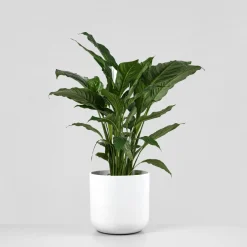 Spathiphyllum 'Sweet Sebastiano' (Espatifilo)